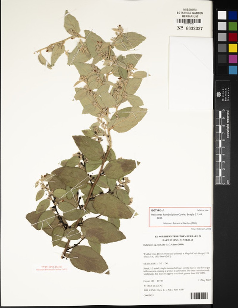 Helicteres kombolgiana