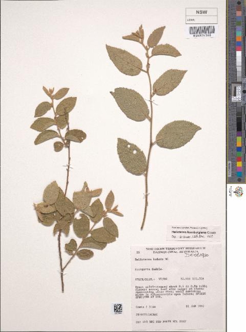 Helicteres kombolgiana photo 2