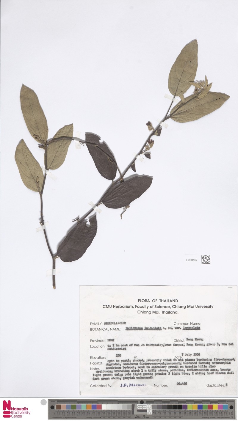 Helicteres lanceolata var. lanceolata