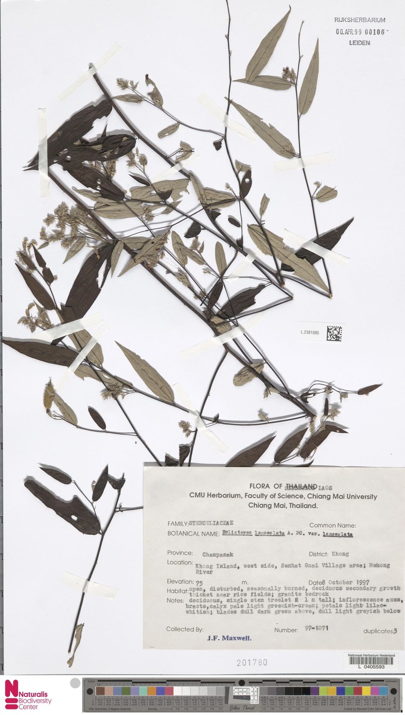 Helicteres lanceolata var. lanceolata photo 2
