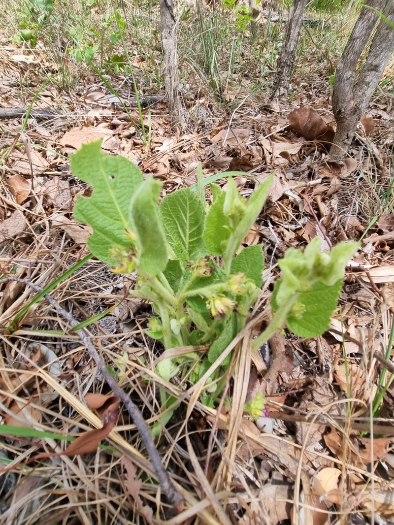Helicteres macrothrix photo 2