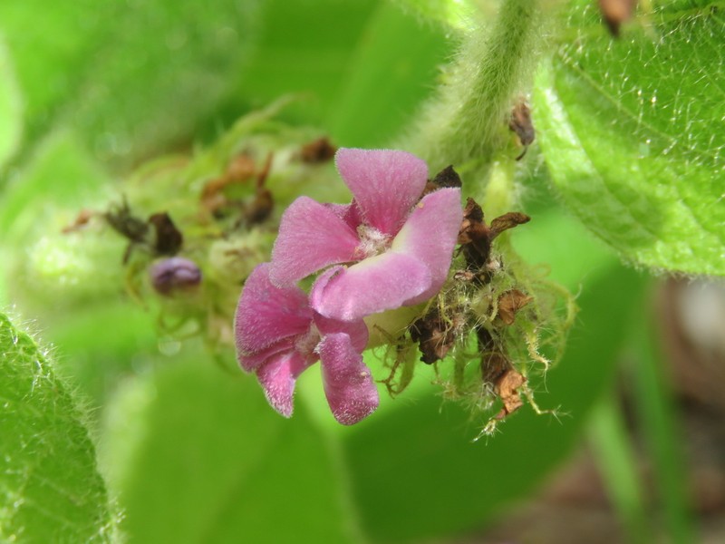 Helicteres macrothrix photo 3