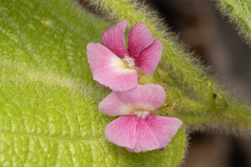 Helicteres macrothrix photo 4