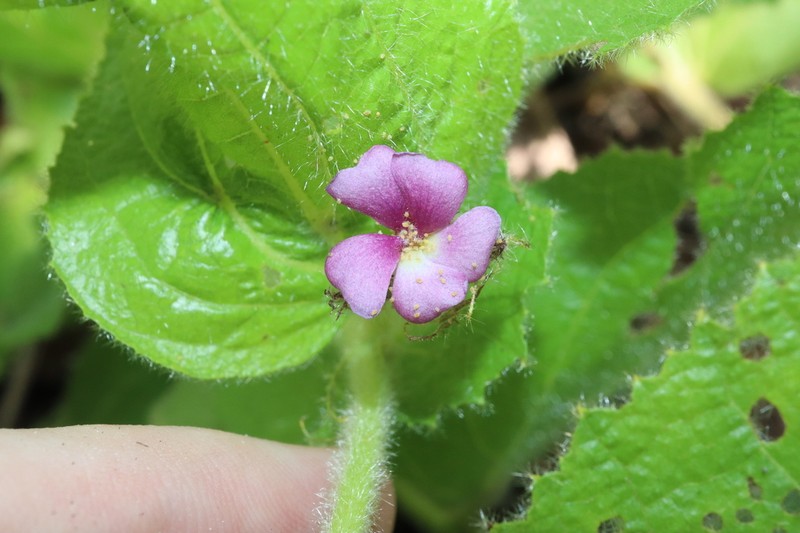 Helicteres macrothrix photo 5