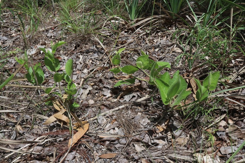 Helicteres macrothrix photo 7