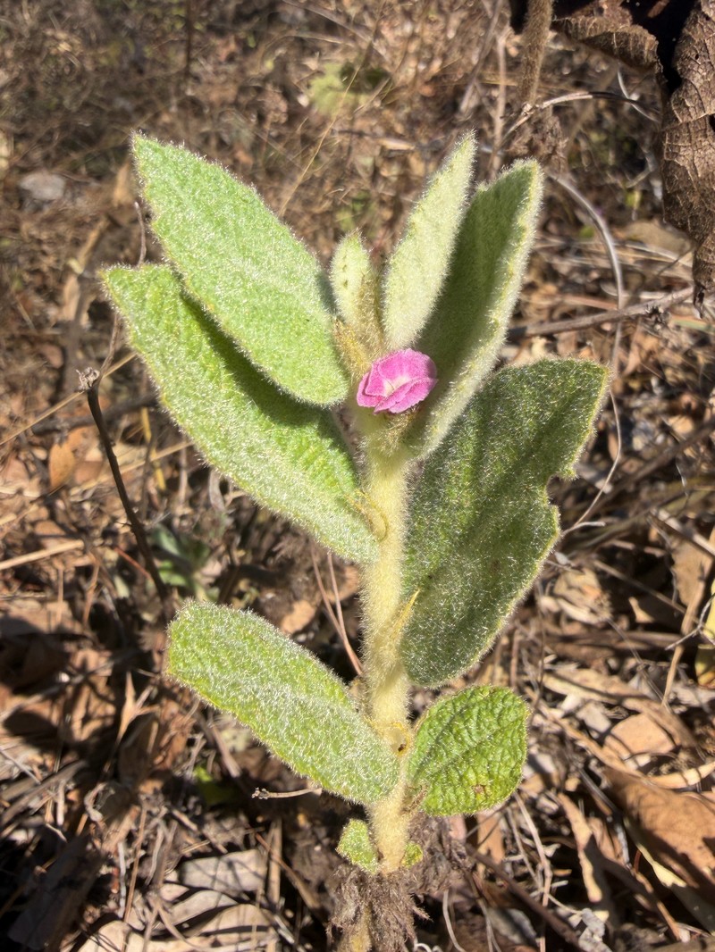 Helicteres macrothrix photo 8