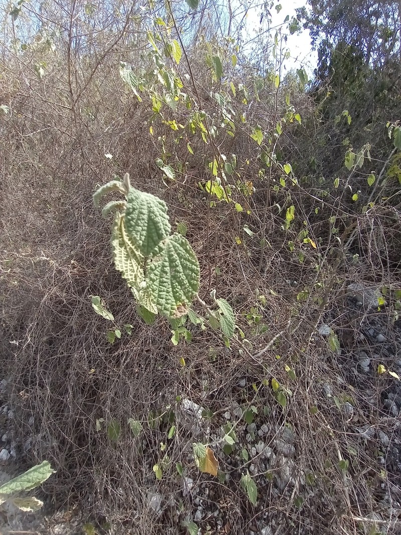 Helicteres pegueroi photo 3