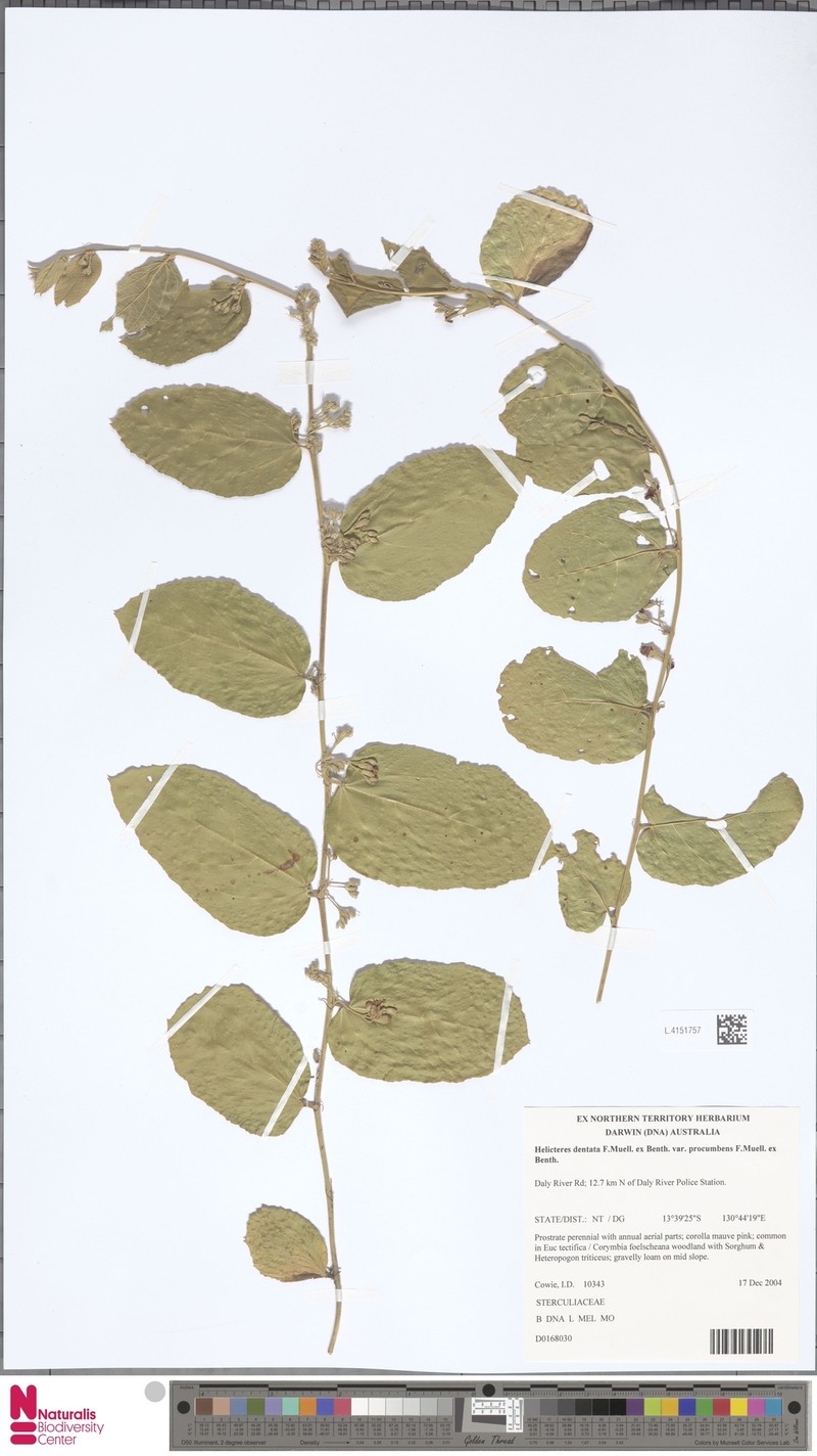 Helicteres procumbens
