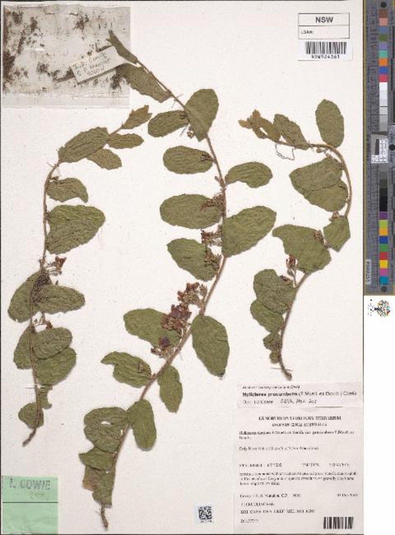 Helicteres procumbens photo 2