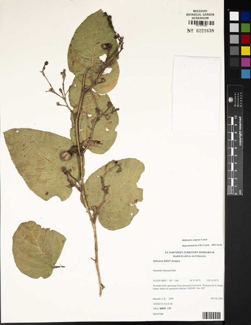 Helicteres serpens