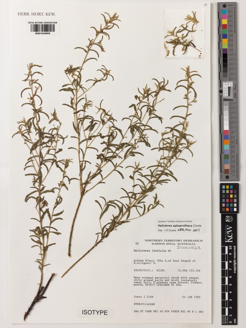 Helicteres sphaerotheca
