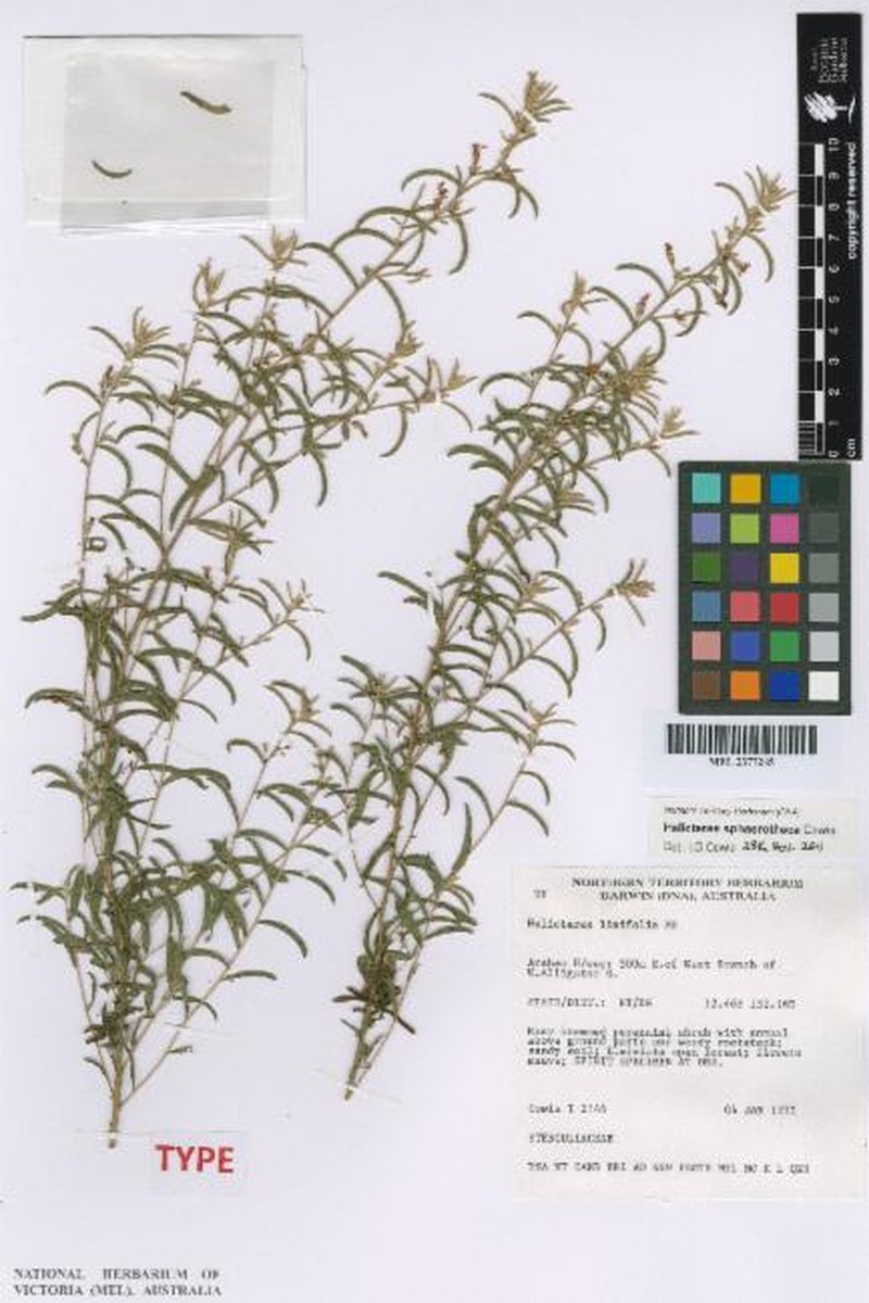 Helicteres sphaerotheca photo 2