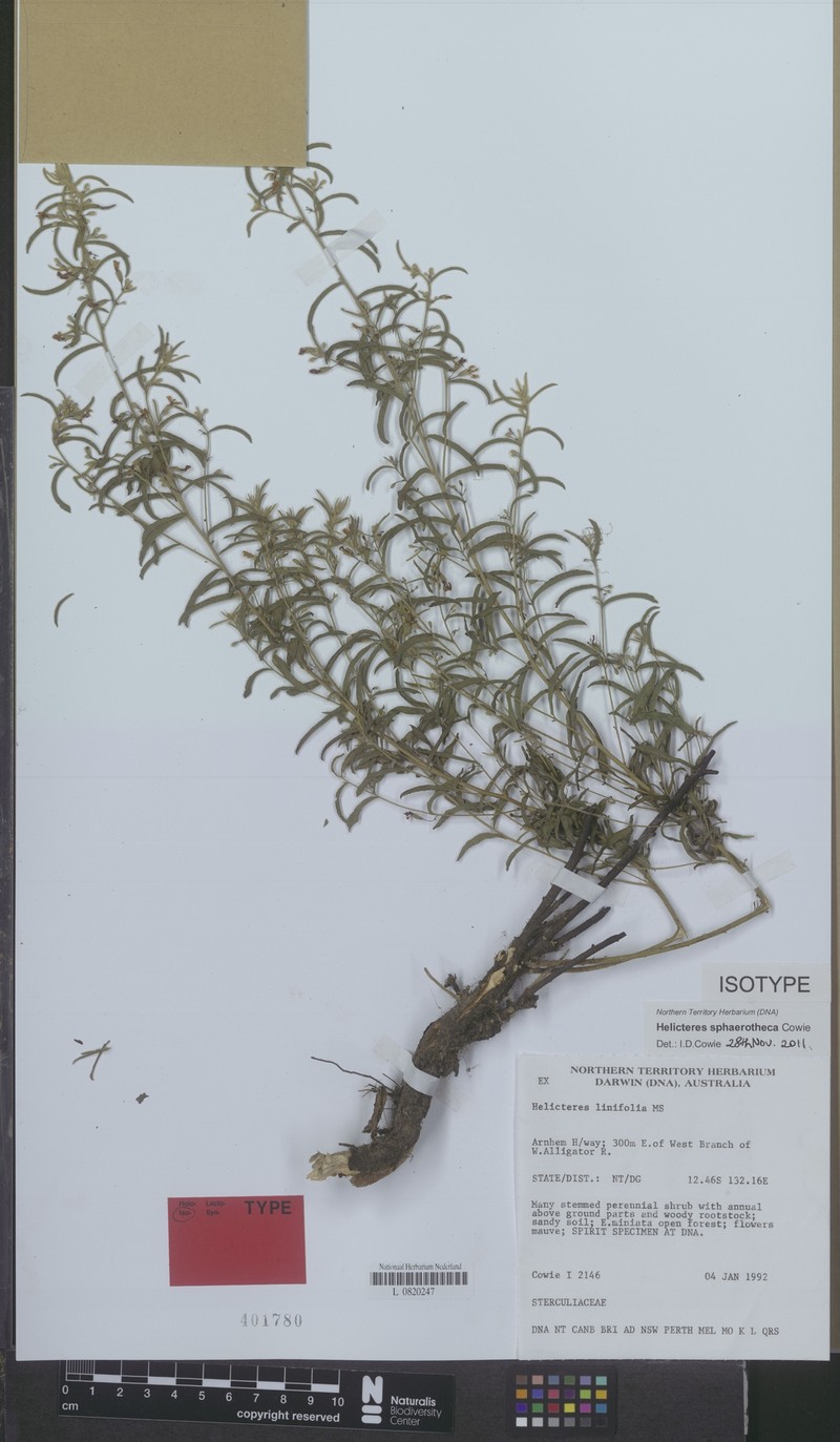 Helicteres sphaerotheca photo 3