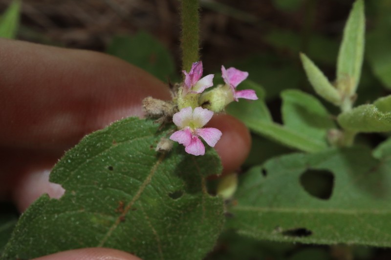 Helicteres tenuipila