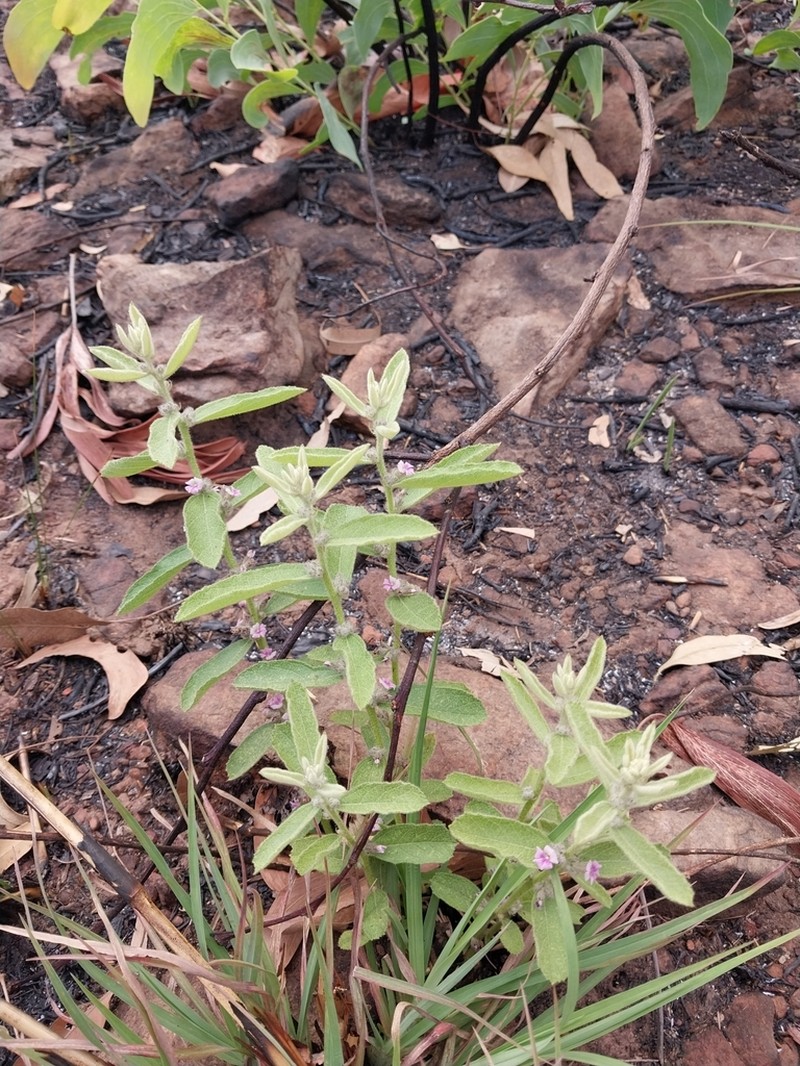 Helicteres tenuipila photo 2