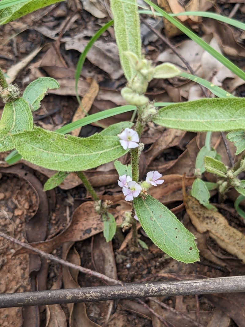 Helicteres tenuipila photo 4