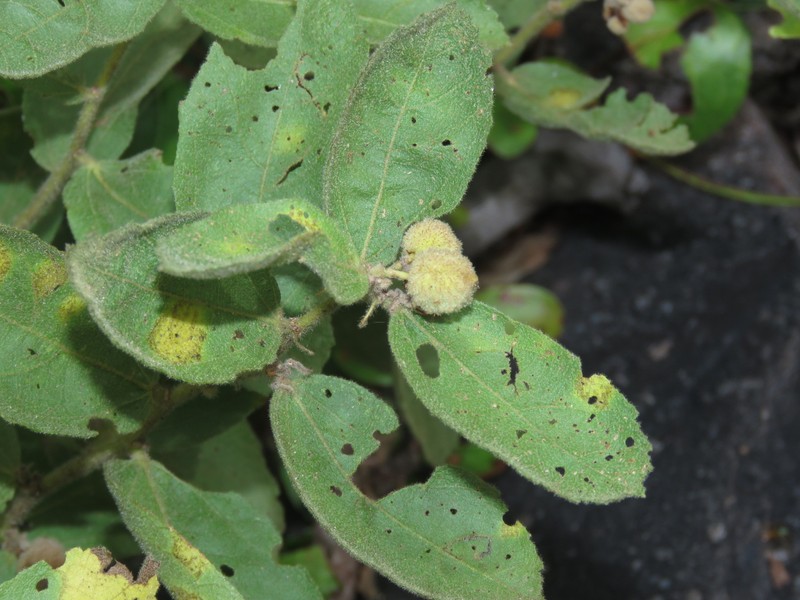 Helicteres tenuipila photo 5