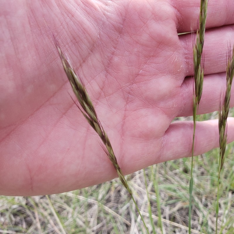 Spikeoat