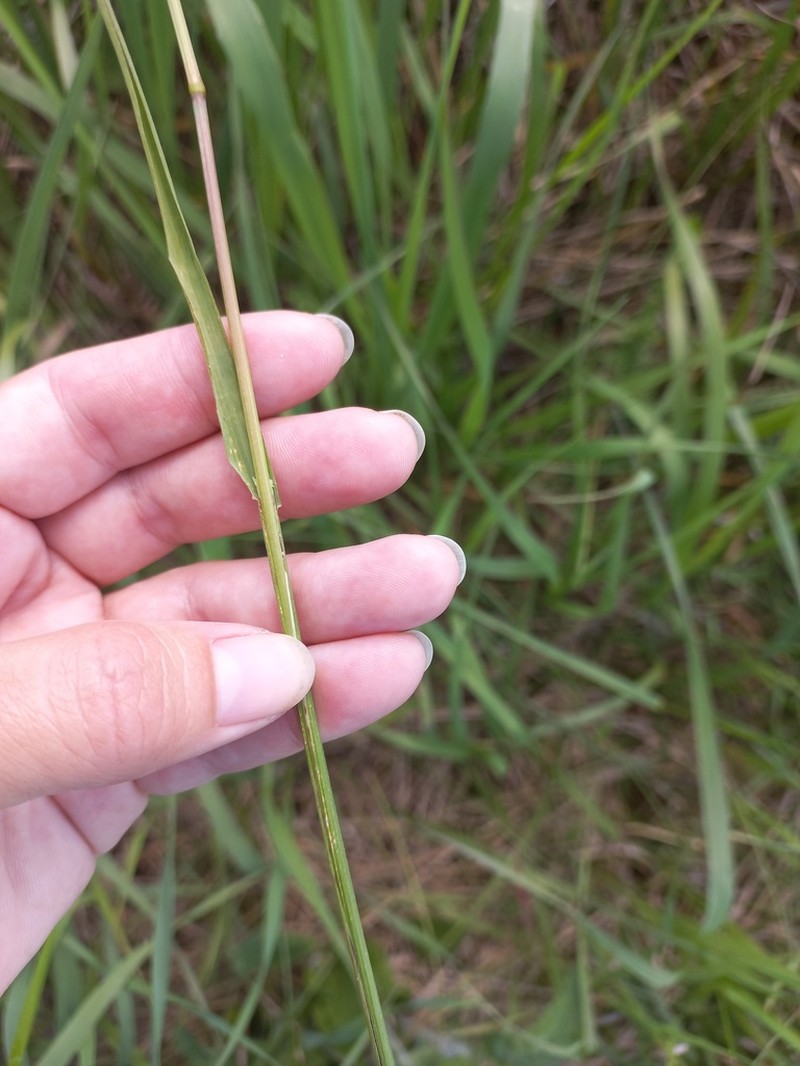 Spikeoat photo 2