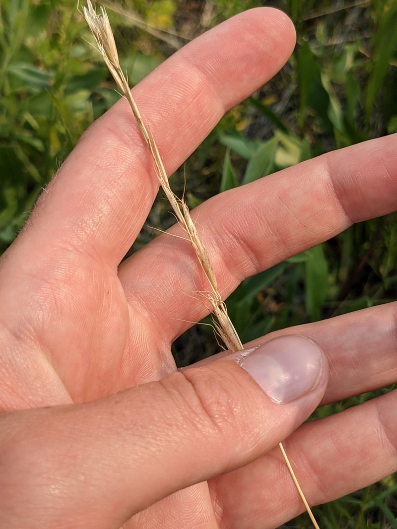 Spikeoat photo 3