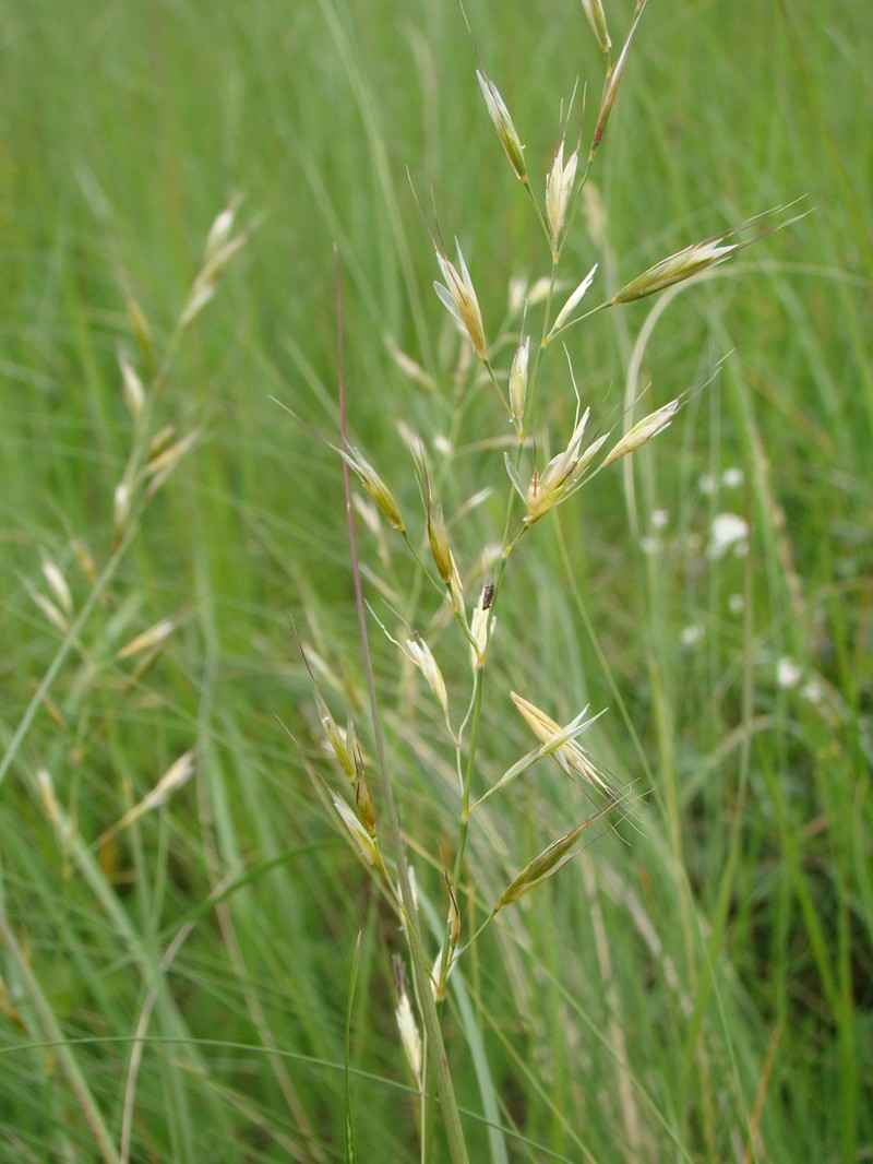 Spikeoat photo 4