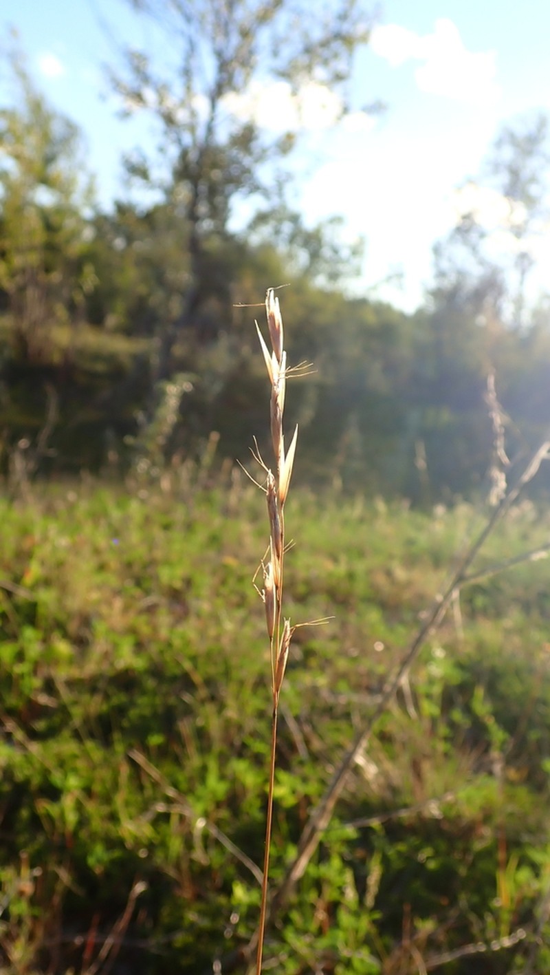 Spikeoat photo 6