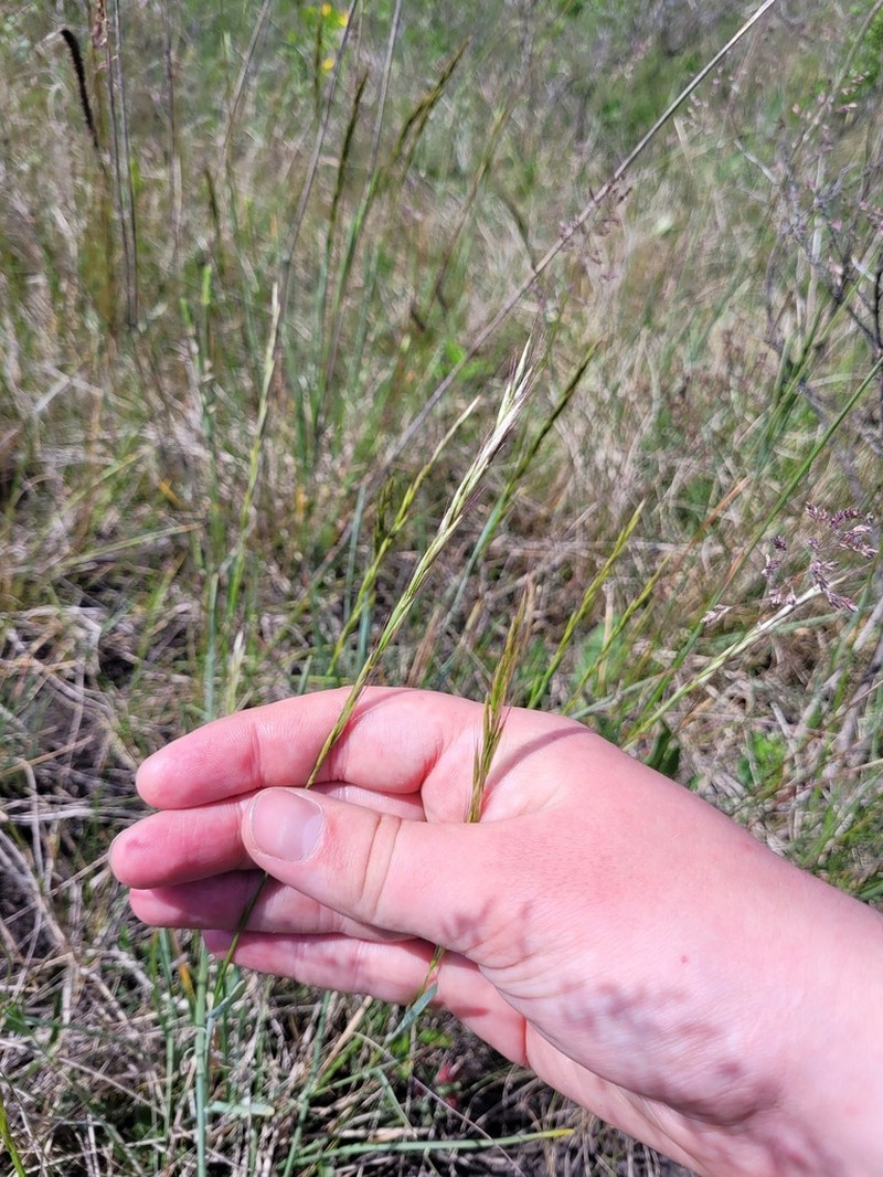 Spikeoat photo 7