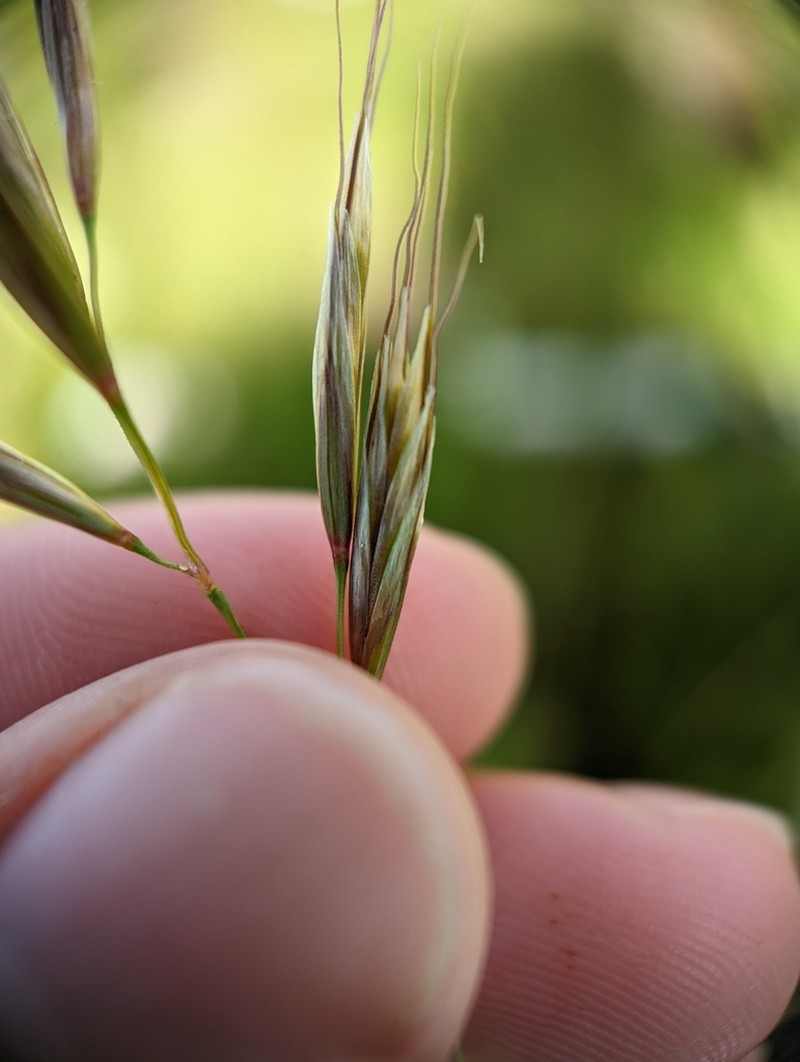 Spikeoat photo 8