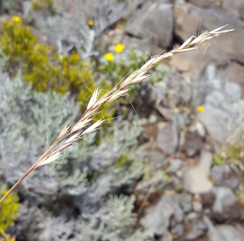 Helictotrichon bosseri