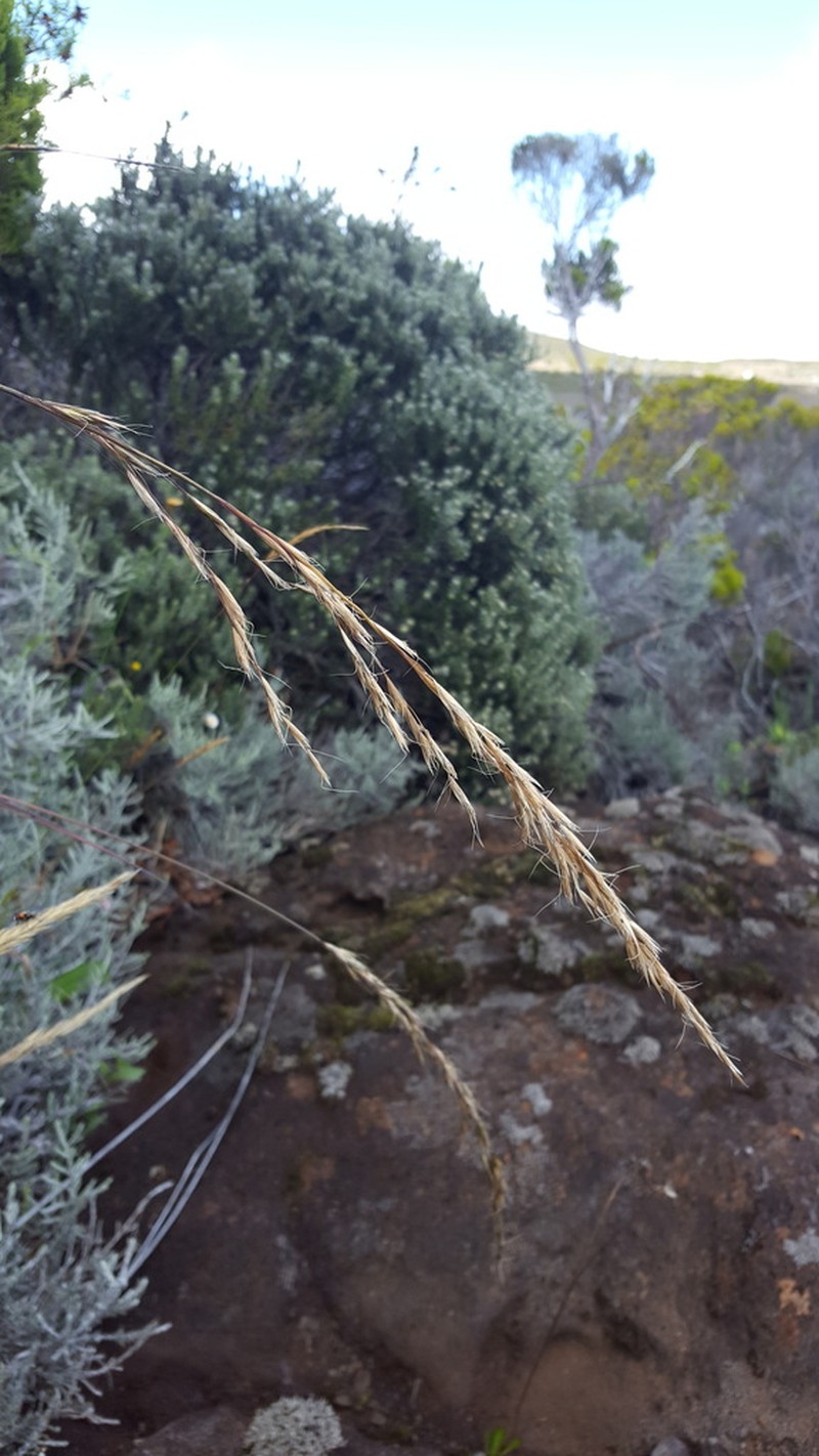 Helictotrichon bosseri photo 2
