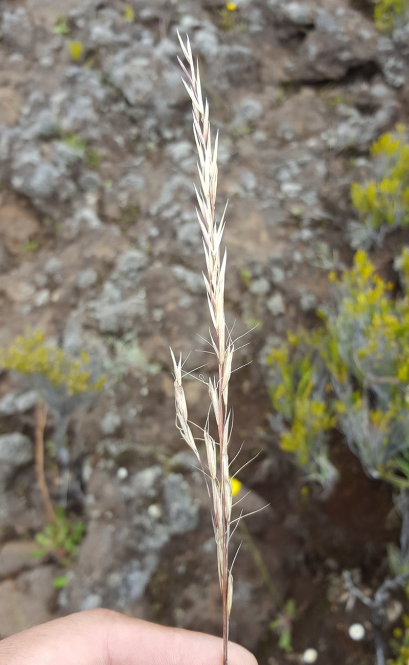 Helictotrichon bosseri photo 3