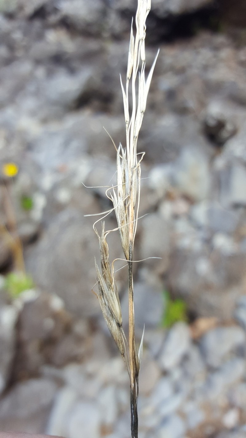 Helictotrichon bosseri photo 4