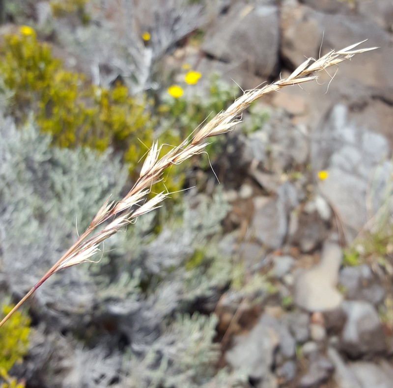 Helictotrichon bosseri photo 5