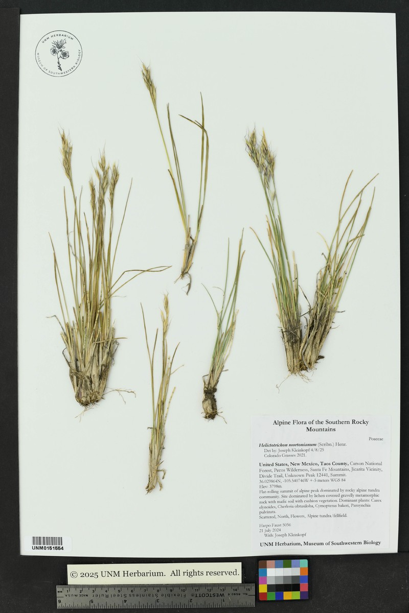 Morton's Alpine Oatgrass