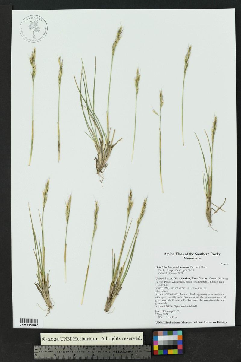 Morton's Alpine Oatgrass photo 2