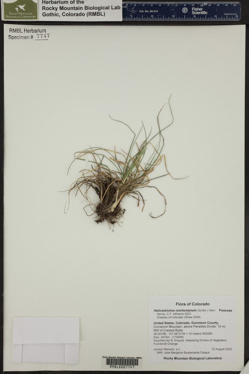 Morton's Alpine Oatgrass photo 3