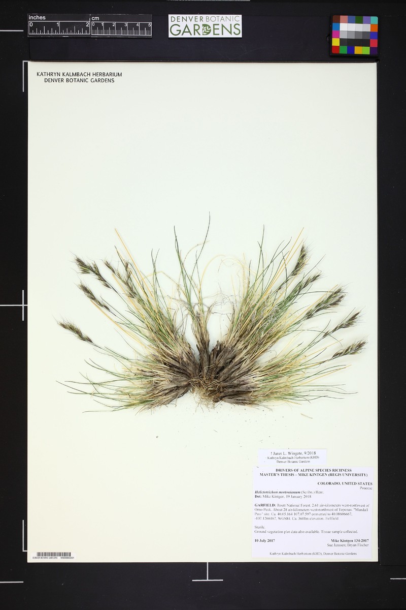 Morton's Alpine Oatgrass photo 4