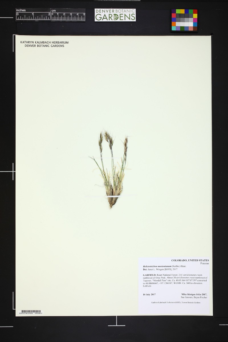 Morton's Alpine Oatgrass photo 5