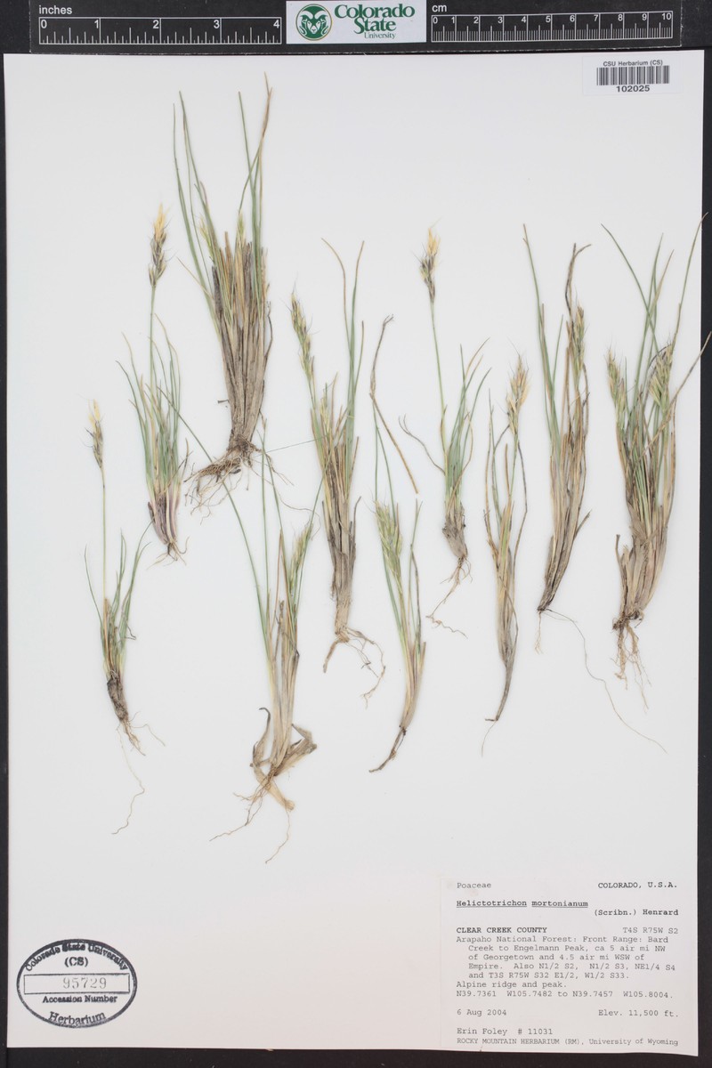 Morton's Alpine Oatgrass photo 6