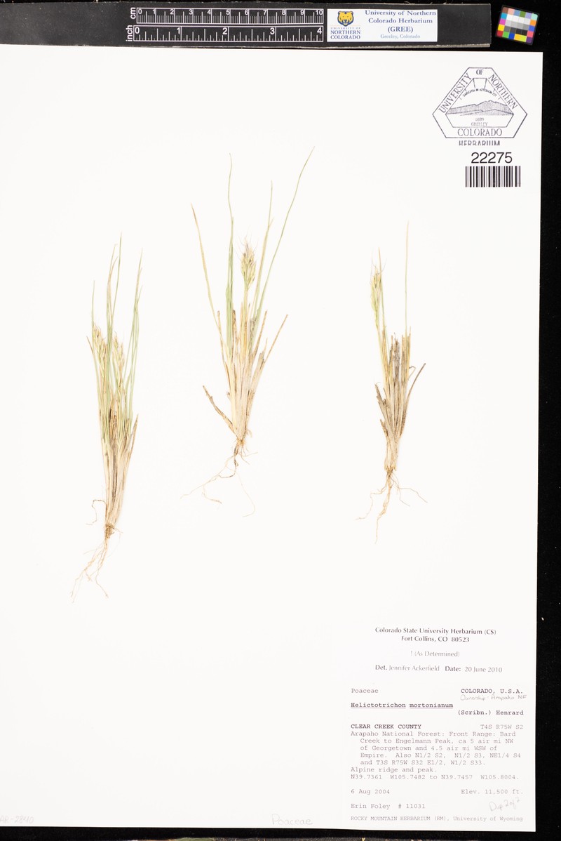 Morton's Alpine Oatgrass photo 7