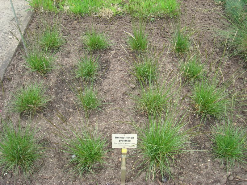Helictotrichon pratense