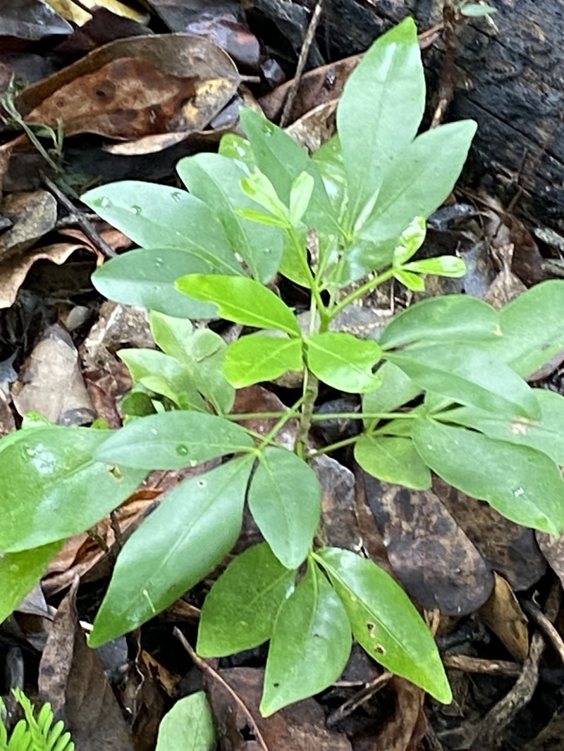 Helietta hirsuta