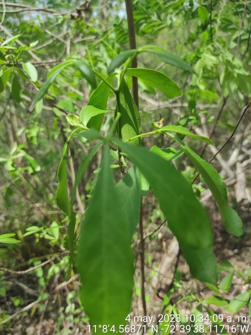 Helietta hirsuta photo 2