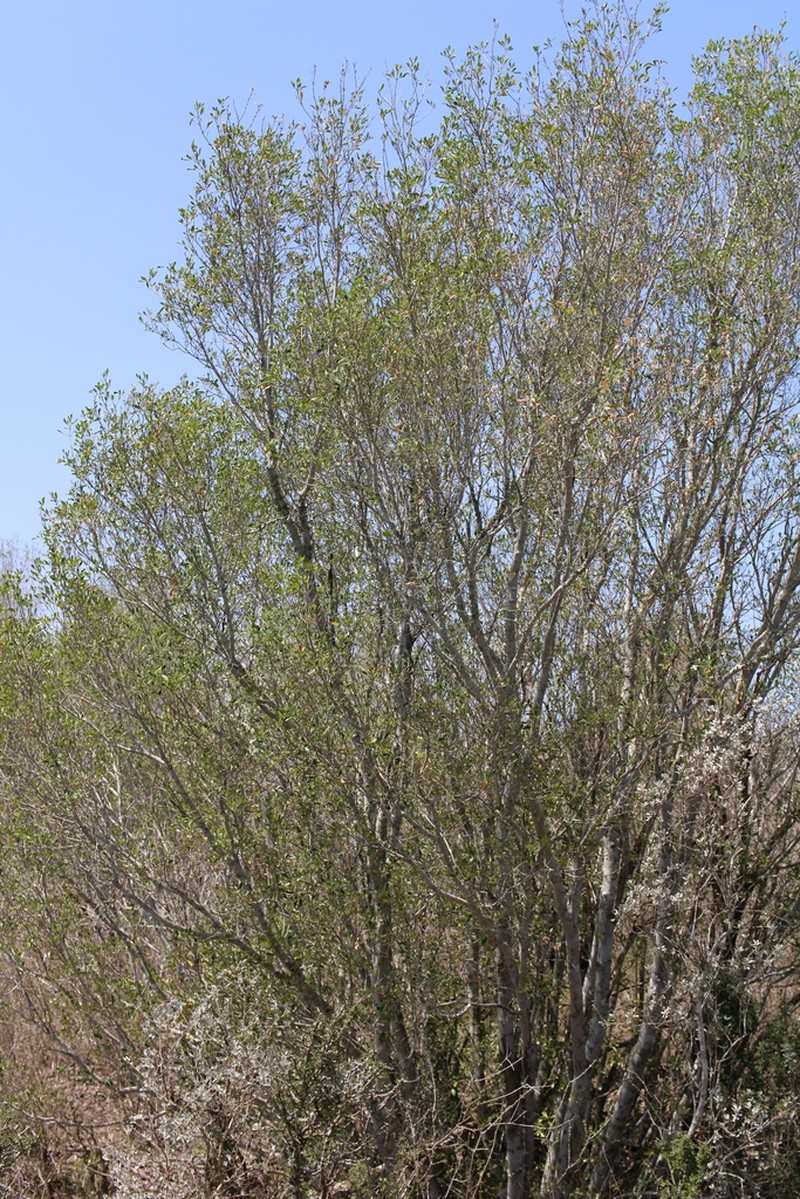 Barreta photo 2