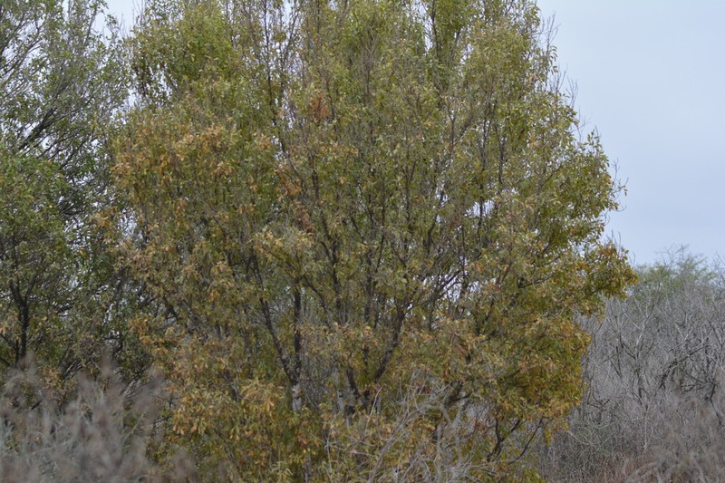 Barreta photo 5