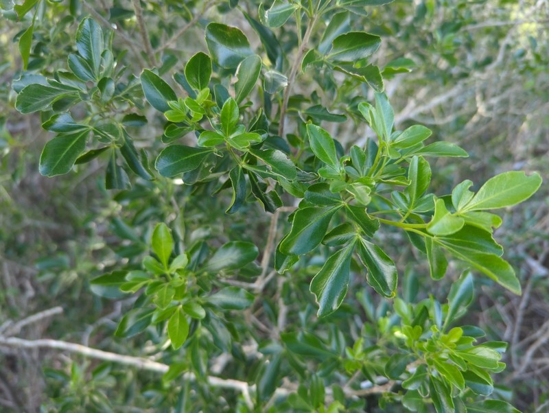 Barreta photo 7