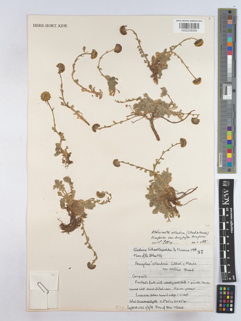 Heliocauta atlantica