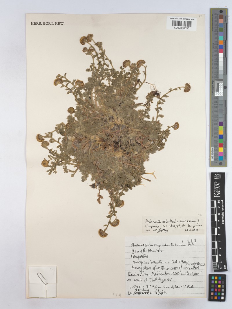 Heliocauta atlantica photo 2