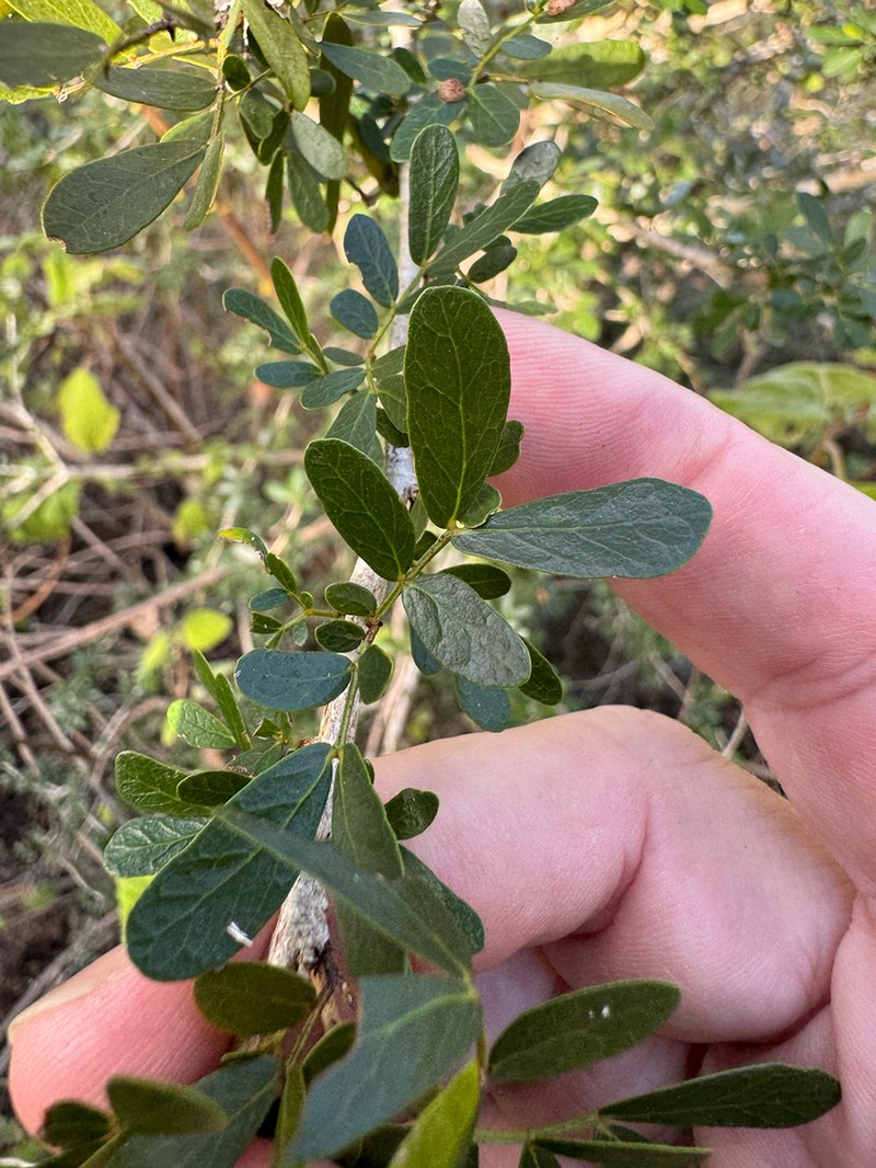 Heliodendron thozetianum photo 2