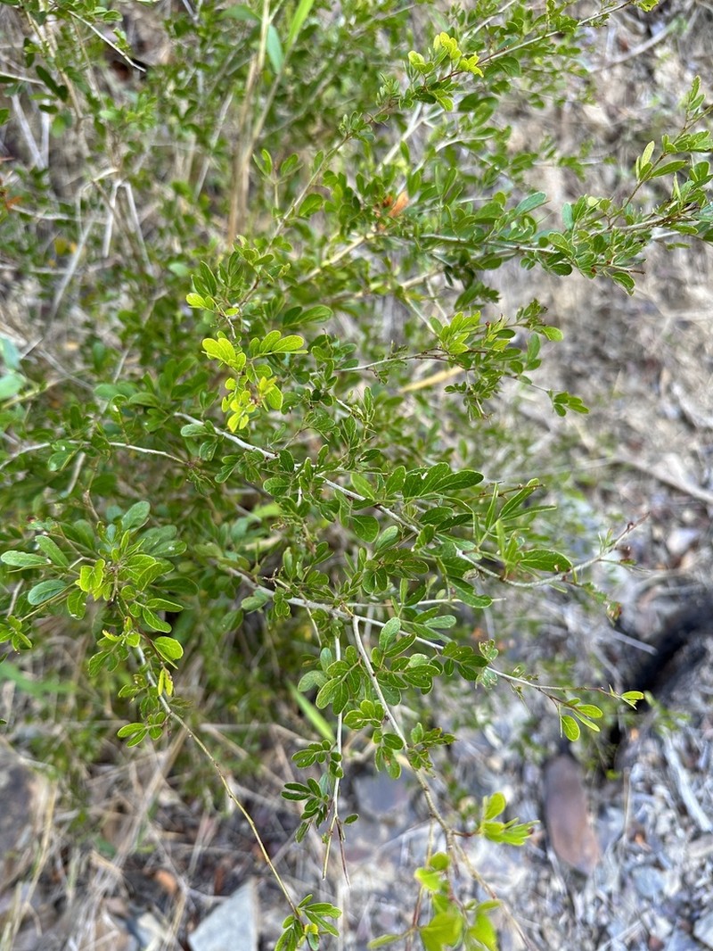 Heliodendron thozetianum photo 4
